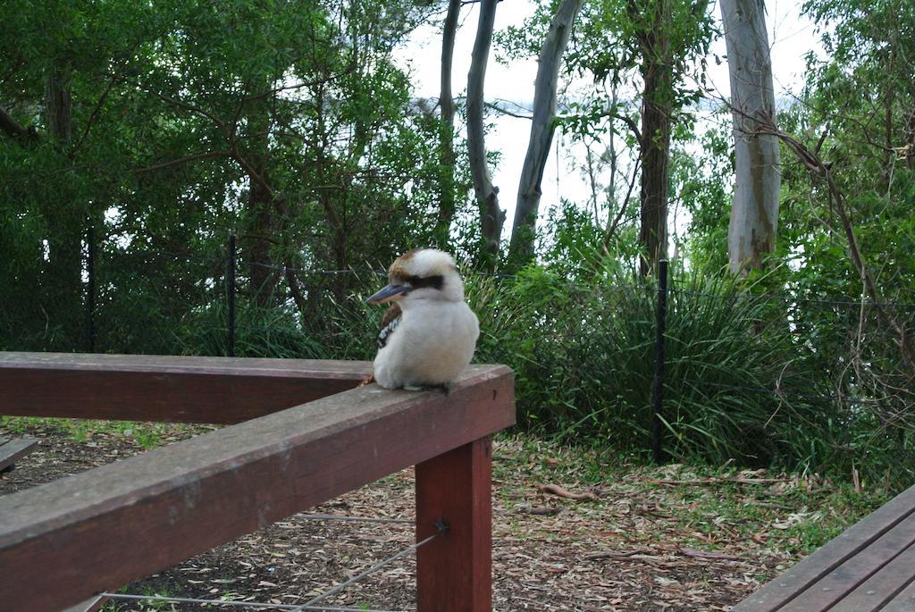 Huskisson Beach Motel Luaran gambar
